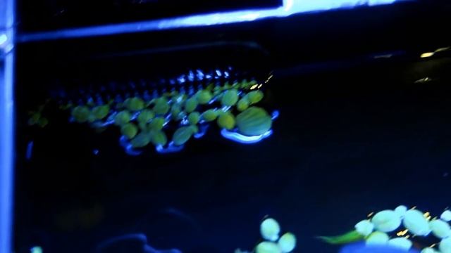 Быстрая и легкая чистка аквариума. Замена воды смотреть онлайн