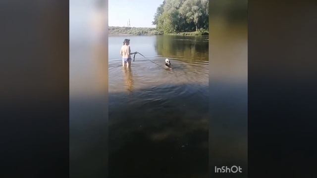 Акиты Мила и Рысь на речке. Плаваем. смотреть онлайн