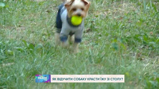ЯК ВІДУЧИТИ СОБАКУ КРАСТИ ЇЖУ ЗІ СТОЛУ? смотреть онлайн