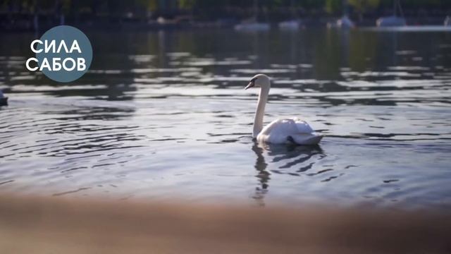 #Саблиминал "Meditate for peace". Помириться с близкими. Гармонизация отношений. Безусловная любовь смотреть онлайн
