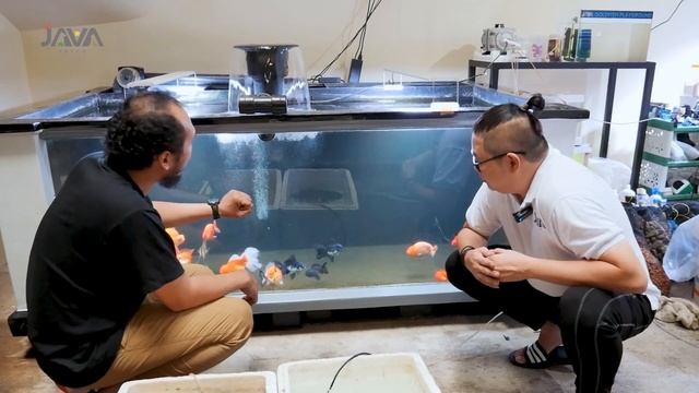JAVA PETCO JAKARTA BARAT - TOKO SUPER LENGKAP, ADA BREEDING KOKI KELAS JUARA! смотреть онлайн