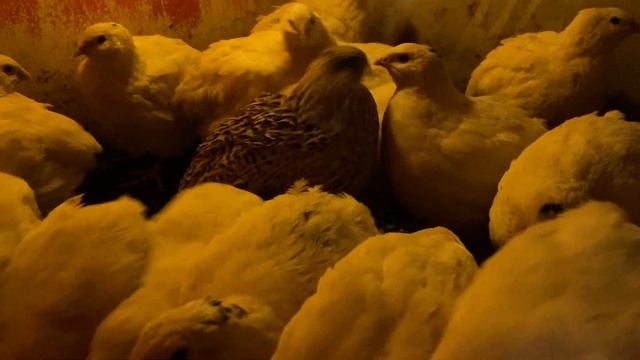 НОВИЧОК‼️Планируешь выращивать перепелов❓с чего начать//Перепел породы Альбинос Техасский смотреть онлайн