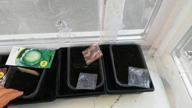 Sowing brassicas | How to sow brassica crops | Garden Ideas & DIY смотреть онлайн