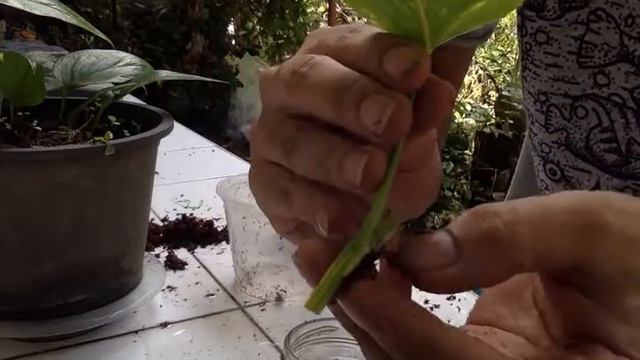 Epipremnum Pinnatum Aurea Propagation PART 1 смотреть онлайн