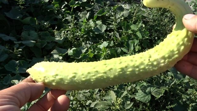 Огурец китайский "Белая красота" F1. смотреть онлайн