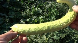 Огурец китайский "Белая красота" F1.