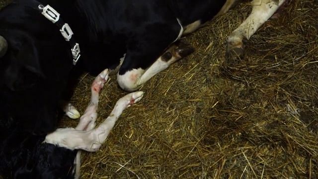 Первый отёл у нас и у коровы смотреть онлайн