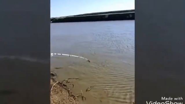 Рыбалка на чаше ловля толстолобика,сазана,сома смотреть онлайн