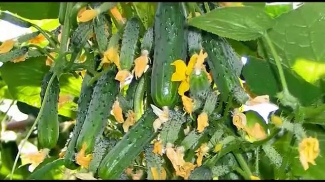 Проверенные семена огурцов и томатов смотреть онлайн