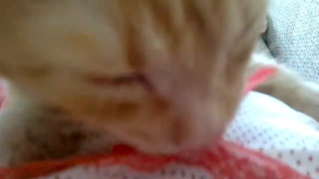 кот Персик ищет маму смотреть онлайн