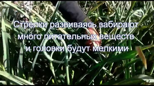 чеснок, убираем стрелки смотреть онлайн