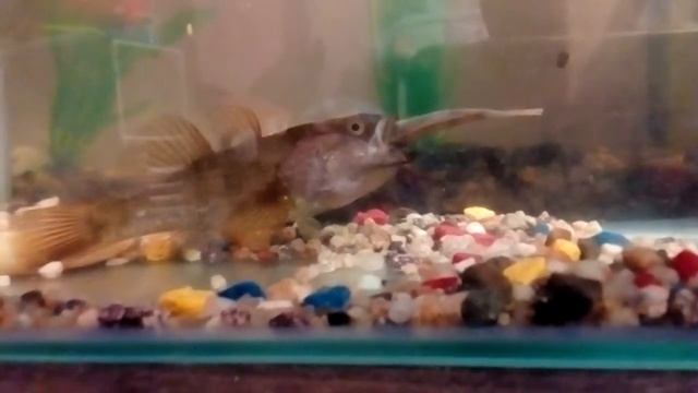 Ратан ест окуня смотреть онлайн