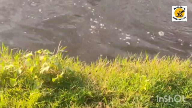 #АМУР #САЗАН АРНАСАЙ ПО ПОЛ ЧАСА ТЯНУЛИ РЫБУ #baliqovi #рыбалка #узбекистане смотреть онлайн