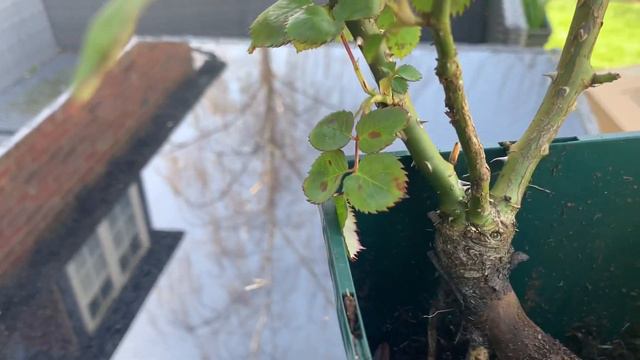 Eden Rose 88 Unboxing | Pierre De Ronsard Climbing Rose | Eden Climbing Rose | Thompson and Morgan смотреть онлайн