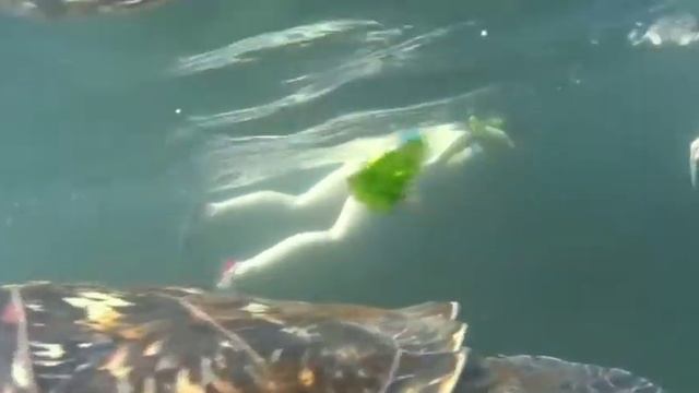 ВВК Занзибар.Рядом с пляжем Нунгви можно плавать вместе с морскими черепахами в природном бассейне смотреть онлайн