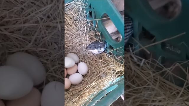 А ВЫ ВИДЕЛИ КАК ЗМЕЯ ОТКЛАДЫВАЕТ ЯЙЦА. смотреть онлайн