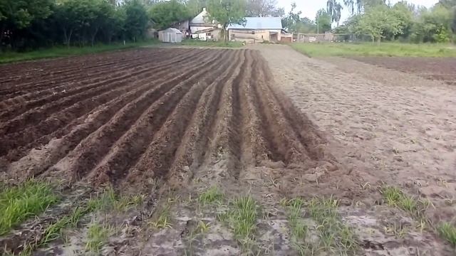 Окучивание картофеля! Впервые, с самодельной сцепкой под окучники. смотреть онлайн