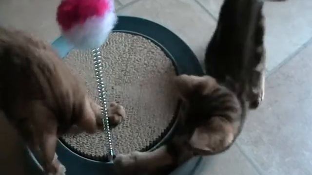 Ocicat Kitten - Athena & Amadeus vom Sinntal смотреть онлайн
