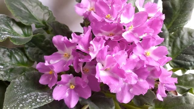 розово-белые фиалки смотреть онлайн