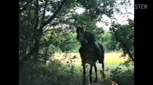 СЕКТОР ГАЗА-ЕДУ БАБУ ВЫРУЧАТЬ!КЛИП!