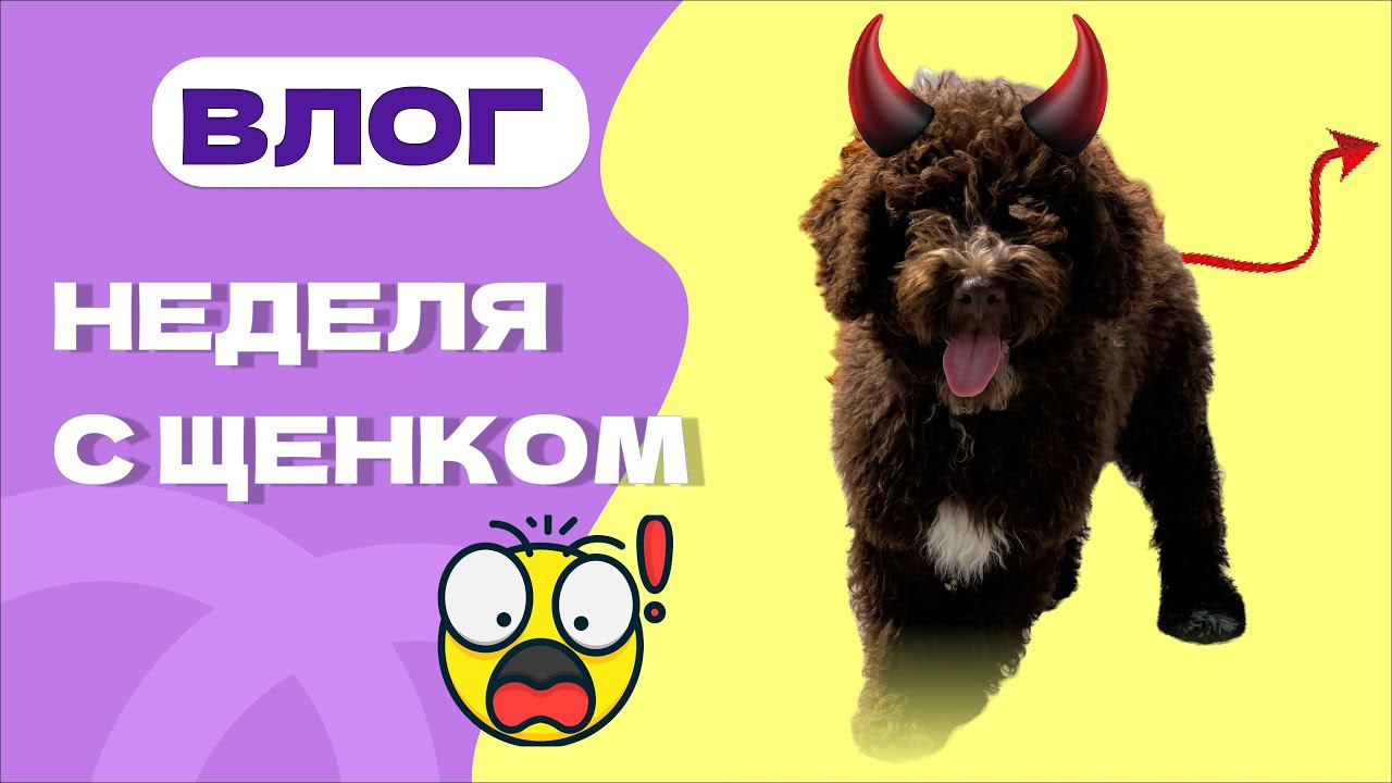 ЕДЕМ ЗА ЩЕНКОМ испанская водяная собака! НЕДЕЛЮ ЖИВЕМ ПО РЕКОМЕНДАЦИИ КИНОЛОГА!