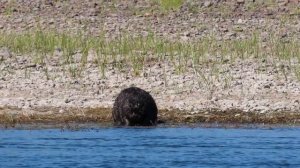 Бобр и цапли на Томи Кемеровский район