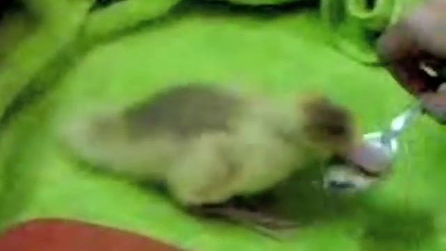 Nom Nom Nom Nom Nom Nom Nom - Parry Gripp 10 HOURS