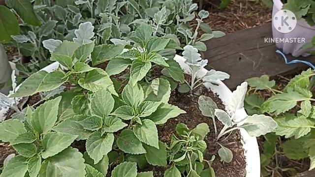 Сибирь. Обзор подвесов и горшков с цветами. Рассада цветов.Пережидаем холод! смотреть онлайн