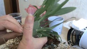 Орхидея Онцидиум Твинкль. Пересадка. Деление куста.