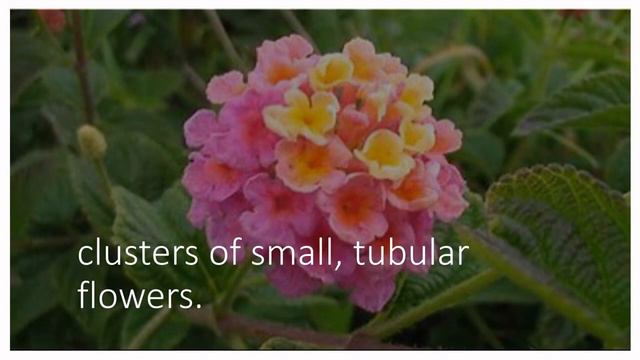 Year-Round Blooming Beauties: 10 Plants That Bring Color to Your Garden смотреть онлайн