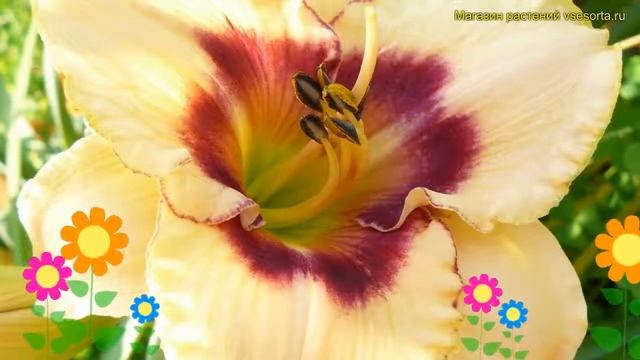 Лилейник гибридный Блюберри Кэнди. Краткий обзор, описание hemerocallis Blueberry Candy смотреть онлайн