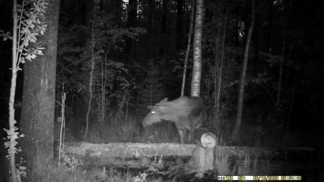 Лось лосиха и лосёнок ночью пришли на солонец. Видео съемка лосей в дикой природе. Дикий Мир. смотреть онлайн