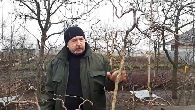 Прививка фундука на медвежий орех смотреть онлайн