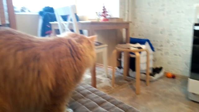 Кошка-мама (3-4 месяца) и старый кот, который ее вырастил. смотреть онлайн