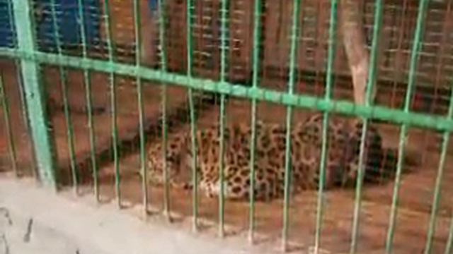 Леопард смотреть онлайн