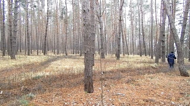 Волок со взрослой легавой - День 2 (Заяц. Лес. 2,5 часа простой) - Натаска дратхаара смотреть онлайн