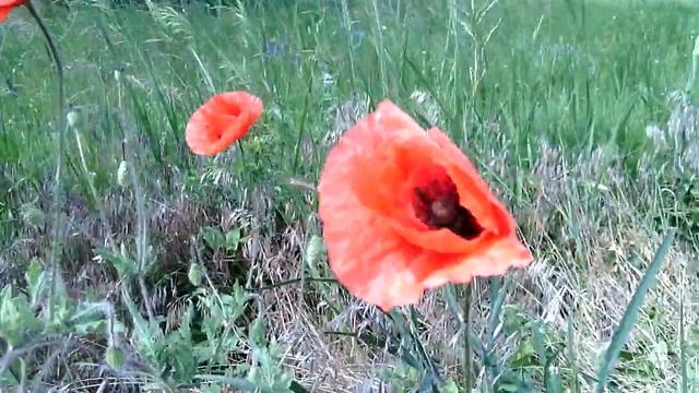 Мак. Цветущие красные маки колыхаются на ветру смотреть онлайн