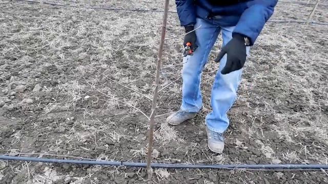 ОБРЕЗКА САЖЕНЦЕВ ПОСЛЕ ПОСАДКИ. 3. СЛИВА. pruning plums смотреть онлайн