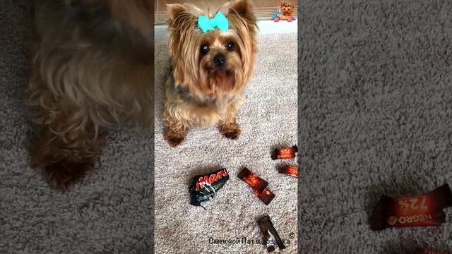 Йорк Пат | Топ 10 лучших видео