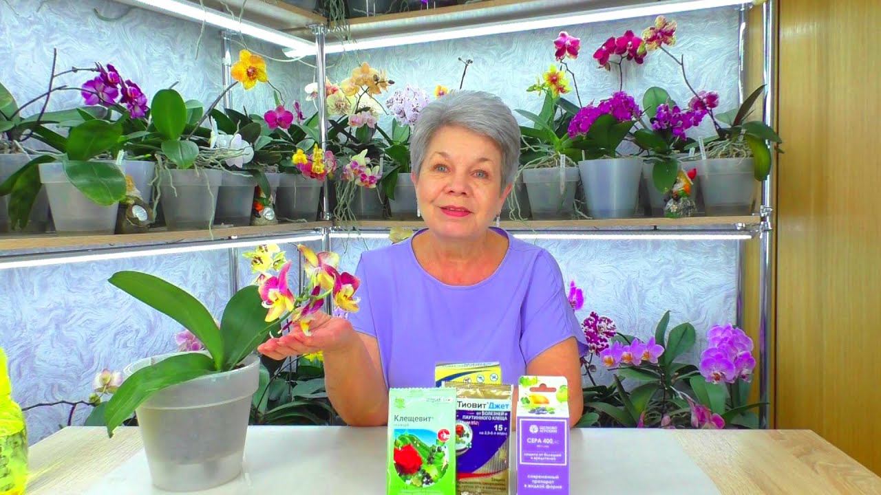 Красный Клещ сожрал орхидею!  Когда уничтожила насекомых вредителей, орхидея зацвела снова.