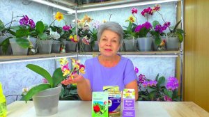 Красный Клещ сожрал орхидею!  Когда уничтожила насекомых вредителей, орхидея зацвела снова.