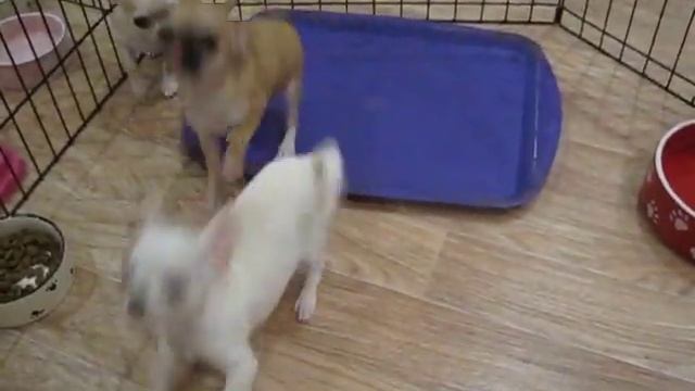 щенки чихуахуа в прордаже. крем-мальчик и 2 девчонки рыжие смотреть онлайн