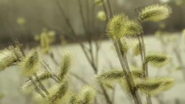 Станица смотреть онлайн