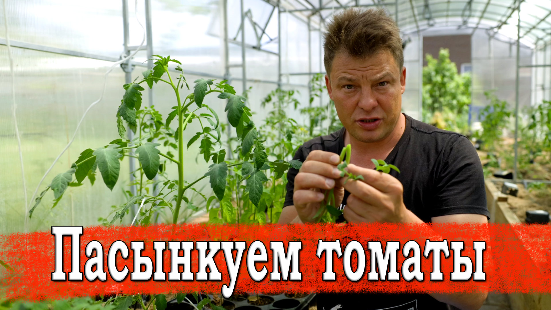 ПРАВИЛЬНО УДАЛИТЬ ПАСЫНКИ — ЭТО ЗАЛОГ УРОЖАЯ ТОМАТА, все про пасынки на томатах смотреть онлайн