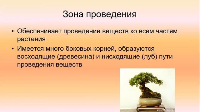 Корень Строение и значение корня смотреть онлайн