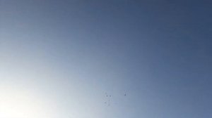 Камышенские и урюпинские голуби 2018год