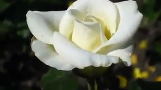 Rose Jade (Жаде роза) смотреть онлайн
