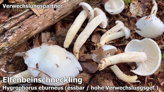 Orangeschneckling Verwechslung | Terpentinschneckling, Weißtannenschneckling, Hygrophorus pudorinus смотреть онлайн
