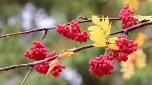 Музыка для глубокого сна и расслабления для души Сергей Чекалин! Это безумно красивая мелодия