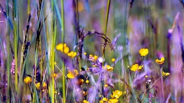 КРАСОТА ПРИРОДЫ(I)/The Beautiful Nature(I).wmv